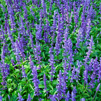Meadow clary Salvia pratensis blue Organic — Hardy plant