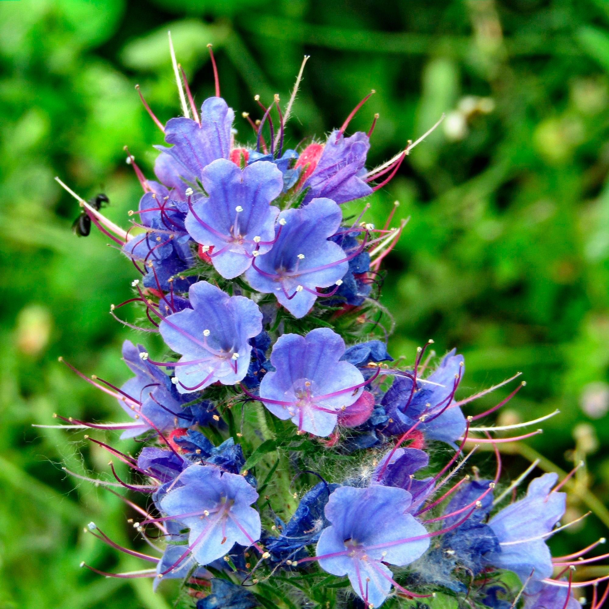 Viper s bugloss Echium vulgare blue Organic Hardy plant