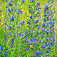 Viper's bugloss Echium vulgare blue Organic — Hardy plant
