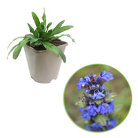 Viper's bugloss Echium vulgare blue Organic — Hardy plant