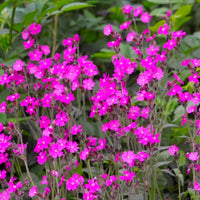 Red campion Silene dioica pink Organic — Hardy plant