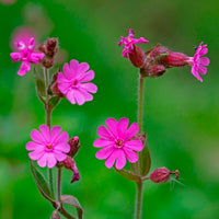 Red campion Silene dioica pink Organic — Hardy plant