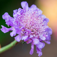 Pincushion flower Scabiosa columbaria pink Organic — Hardy plant
