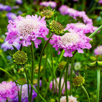 Pincushion flower Scabiosa columbaria pink Organic — Hardy plant