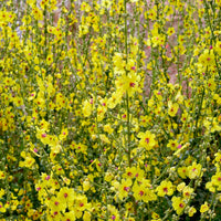 Dark mullein Verbascum nigrum yellow Organic —  Hardy plant