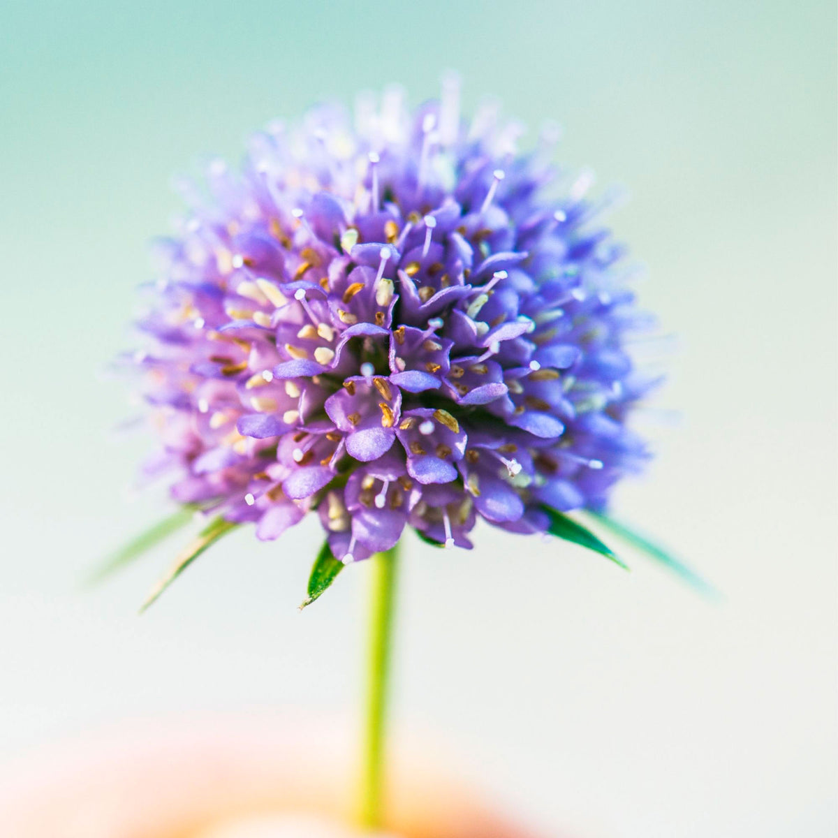 Devil's bit scabious  Succisa pratensis Purple - Bio - Hardy plant