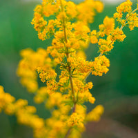 Lady's bedstraw Galium verum yellow Organic — Hardy plant