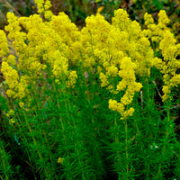 Lady's bedstraw Galium verum yellow Organic — Hardy plant