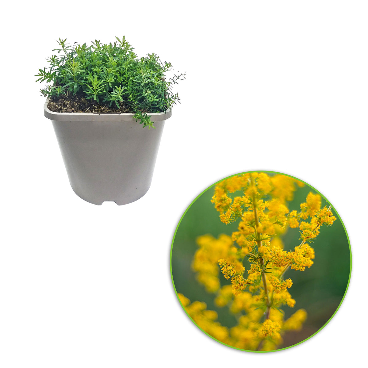 Lady's bedstraw Galium verum yellow Organic — Hardy plant