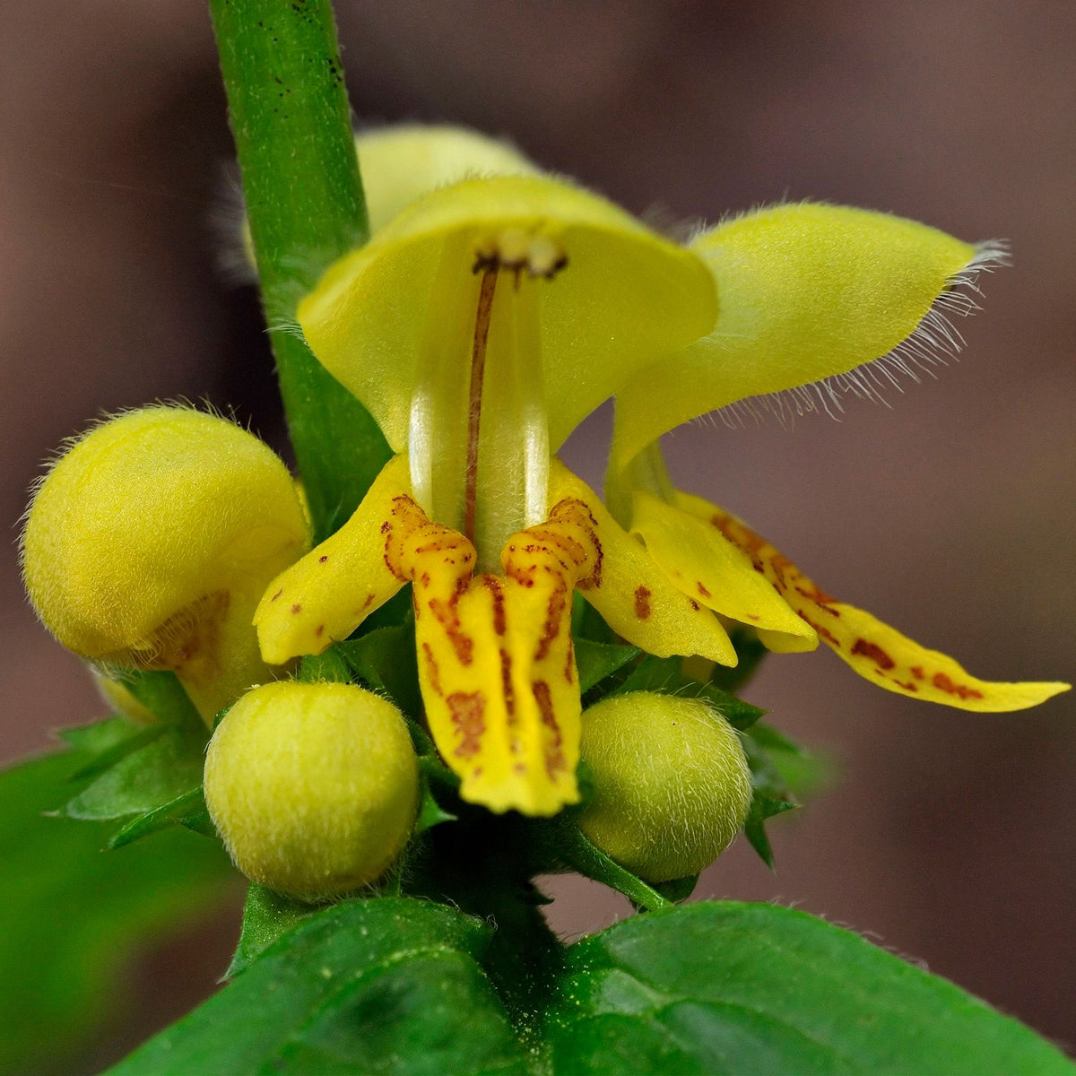 Yellow archangel Lamiastrum galeobdolon yellow Organic — Hardy plant