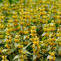 Yellow archangel Lamiastrum galeobdolon yellow Organic — Hardy plant