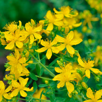 St. John's Wort Hypericum perforatum yellow Organic — Hardy plant