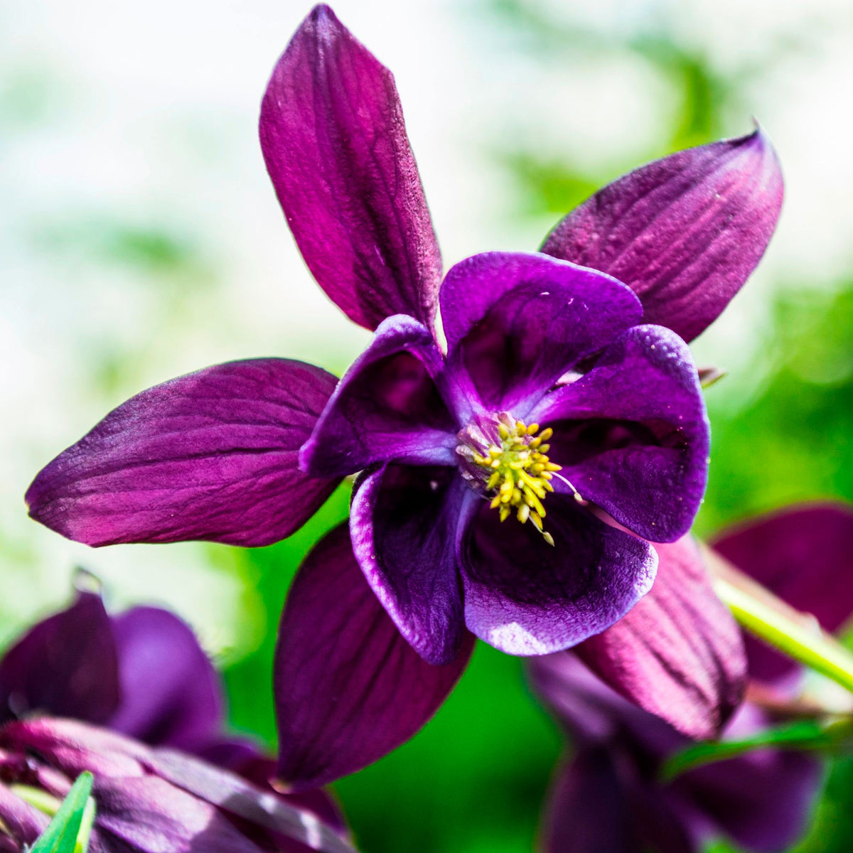 Aquilegia vulgaris Blue-Purple - Bio - Hardy plant