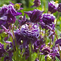 Aquilegia vulgaris Blue-Purple - Bio - Hardy plant