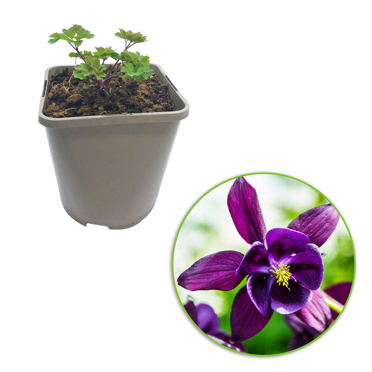 Aquilegia vulgaris Blue-Purple - Bio - Hardy plant