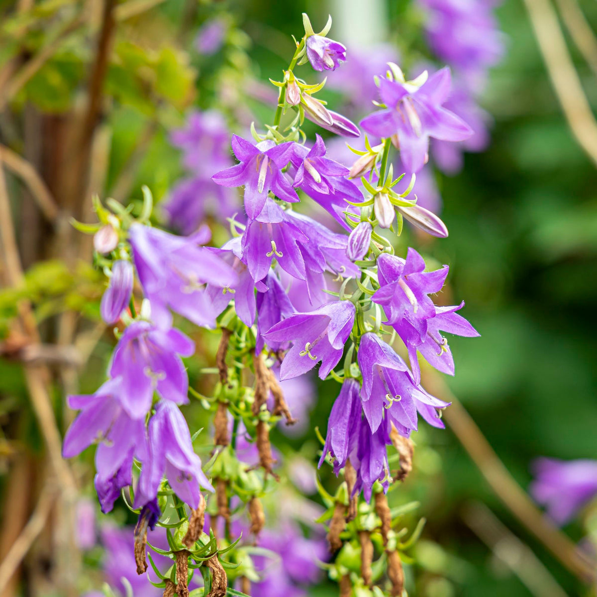 Nettle-leaved bellflower Campanula trachelium pink Organic — Hardy plant