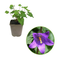 Nettle-leaved bellflower Campanula trachelium pink Organic — Hardy plant