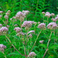 Hemp agrimony Eupatorium cannabinum pink Organic — Hardy plant
