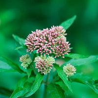 Hemp agrimony Eupatorium cannabinum pink Organic — Hardy plant