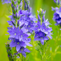 Garden speedwell Veronica longifolia blu Organic — Hardy plant