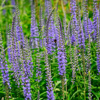 Garden speedwell Veronica longifolia blu Organic — Hardy plant