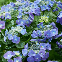 Bigleaf hydrangea Hydrangea 'Teller' Blue - Hardy plant