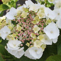 Bigleaf hydrangea Hydrangea 'Teller' White - Hardy plant