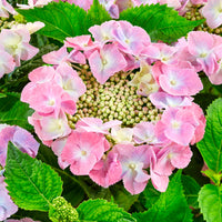 Bigleaf hydrangea Hydrangea 'Teller' Pink - Hardy plant