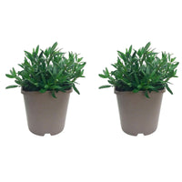 Hyssop Hyssopus officinalis Organic blue  — Hardy plant