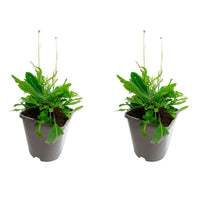 Cornflower Centaurea scabiosa purple Organic — Hardy plant