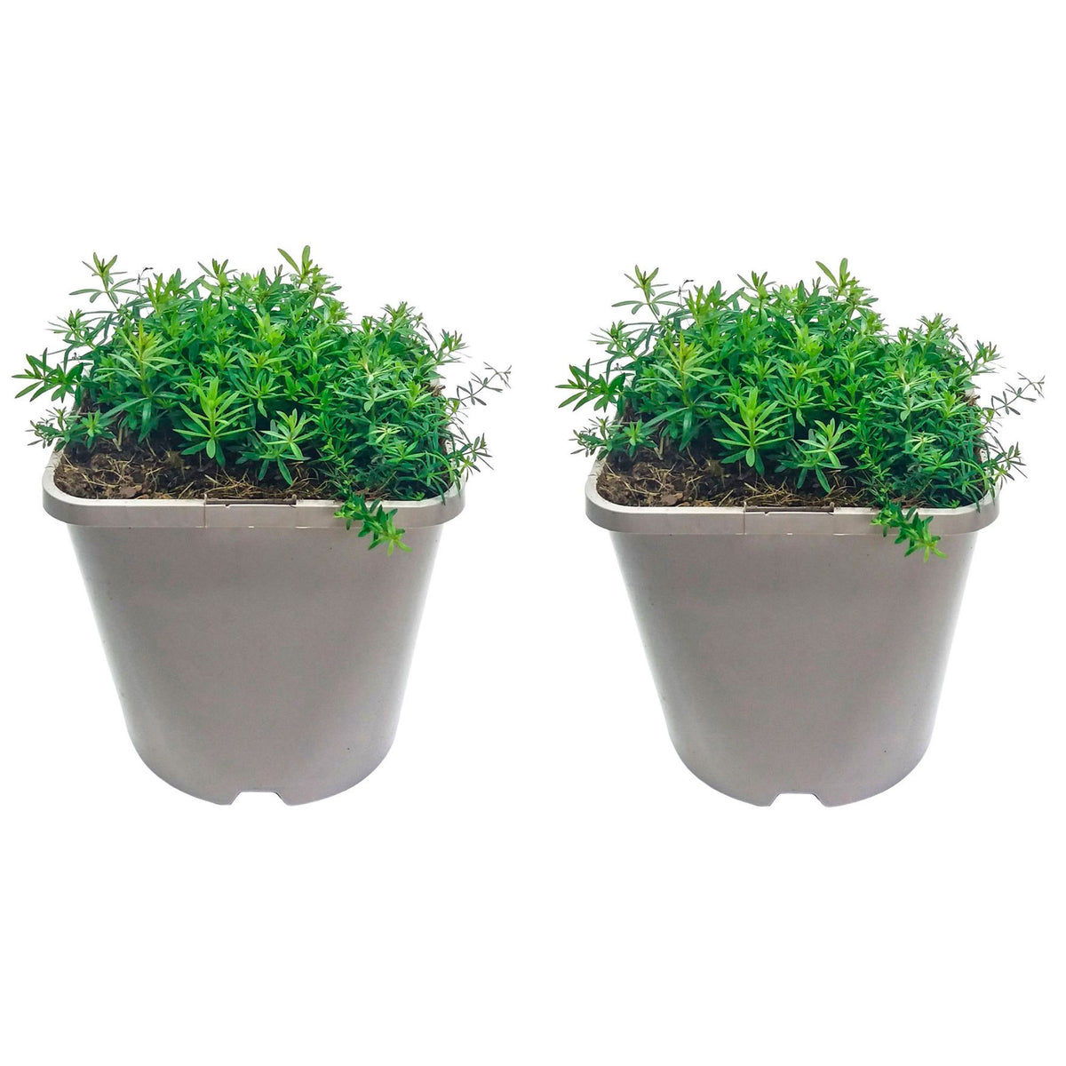 Lady's bedstraw Galium verum yellow Organic — Hardy plant