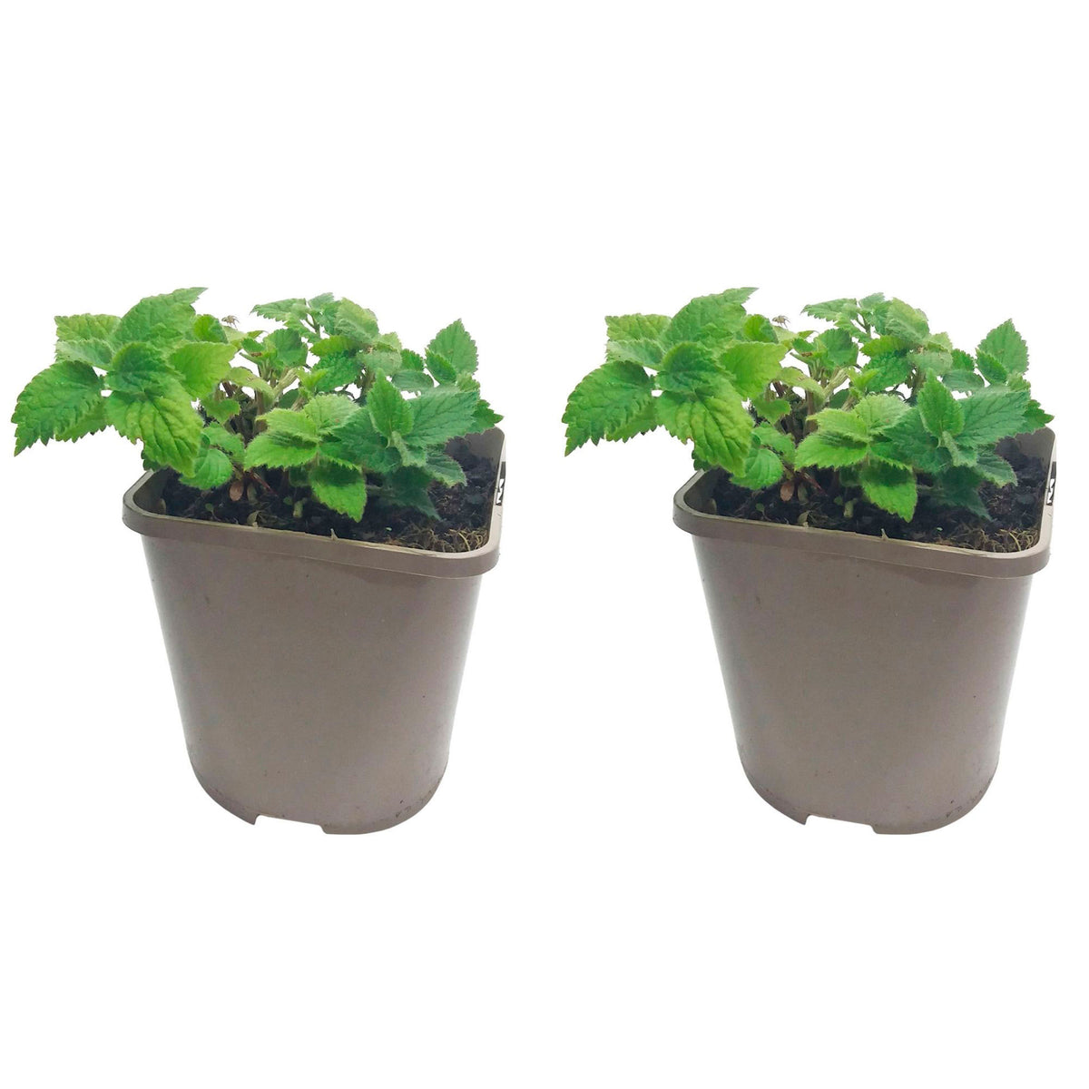 Yellow archangel Lamiastrum galeobdolon yellow Organic — Hardy plant