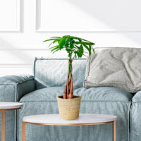 Guiana Chestnut