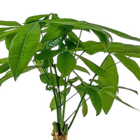Guiana Chestnut