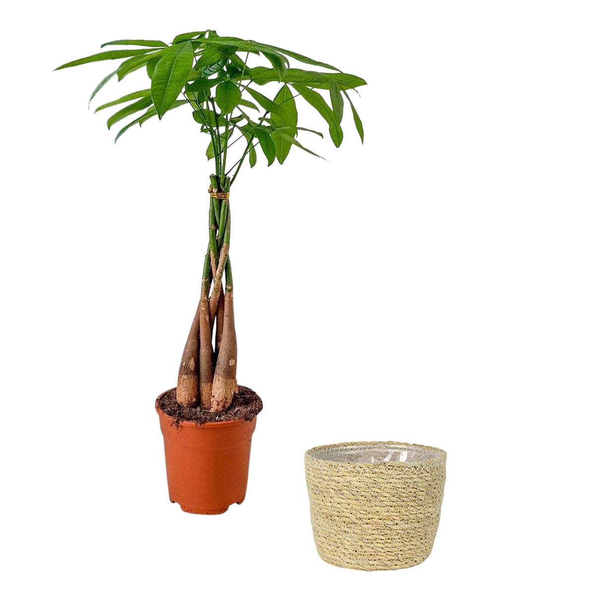 Guiana Chestnut
