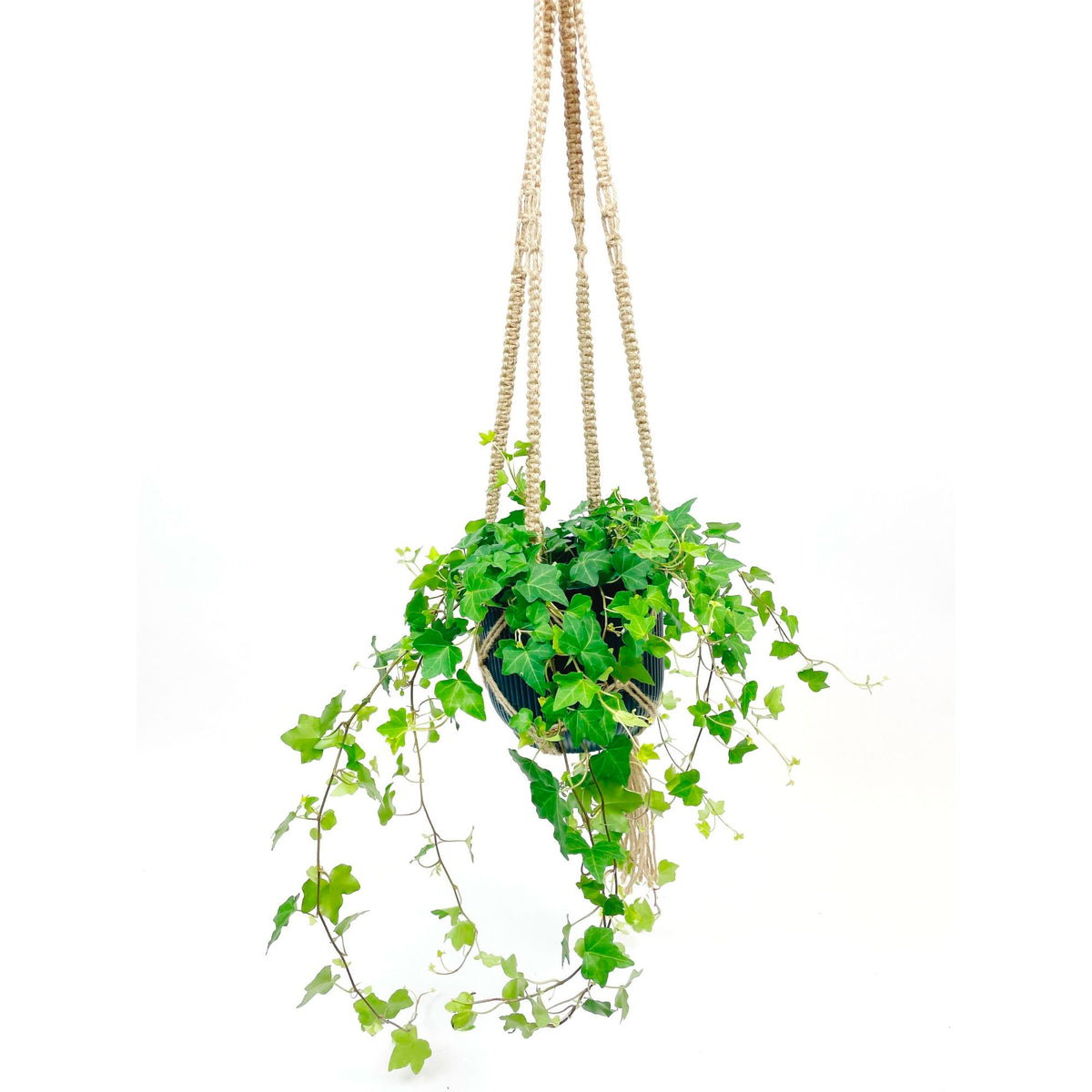Hedera 'Pittsburgh' with blue hanging pot  - Hanging plant