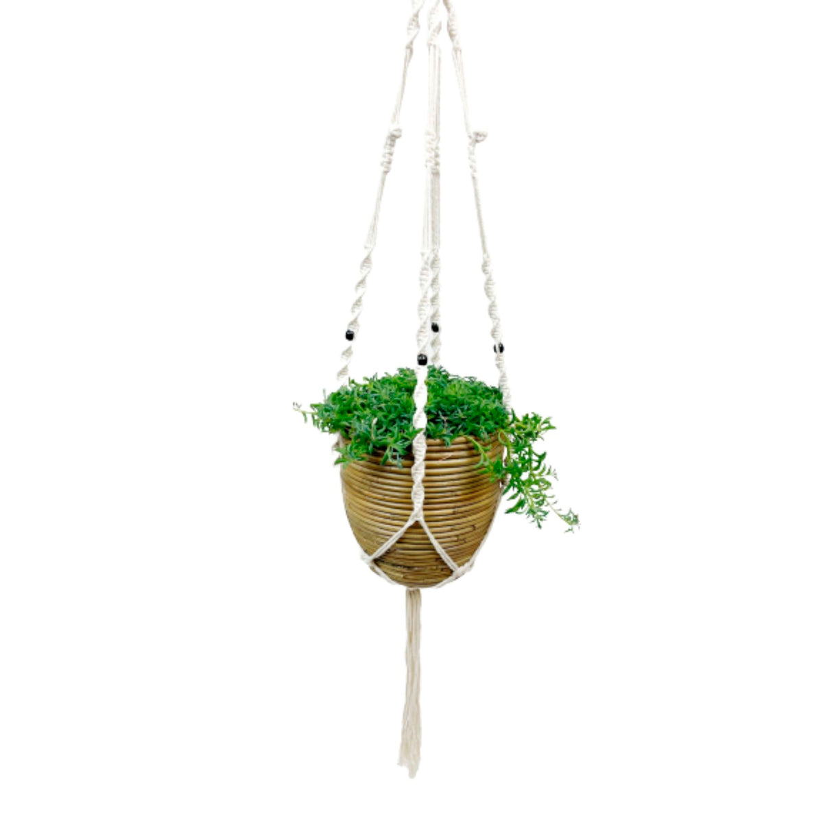 String of dolphins Senecio peregrinus green with rattan hanging pot