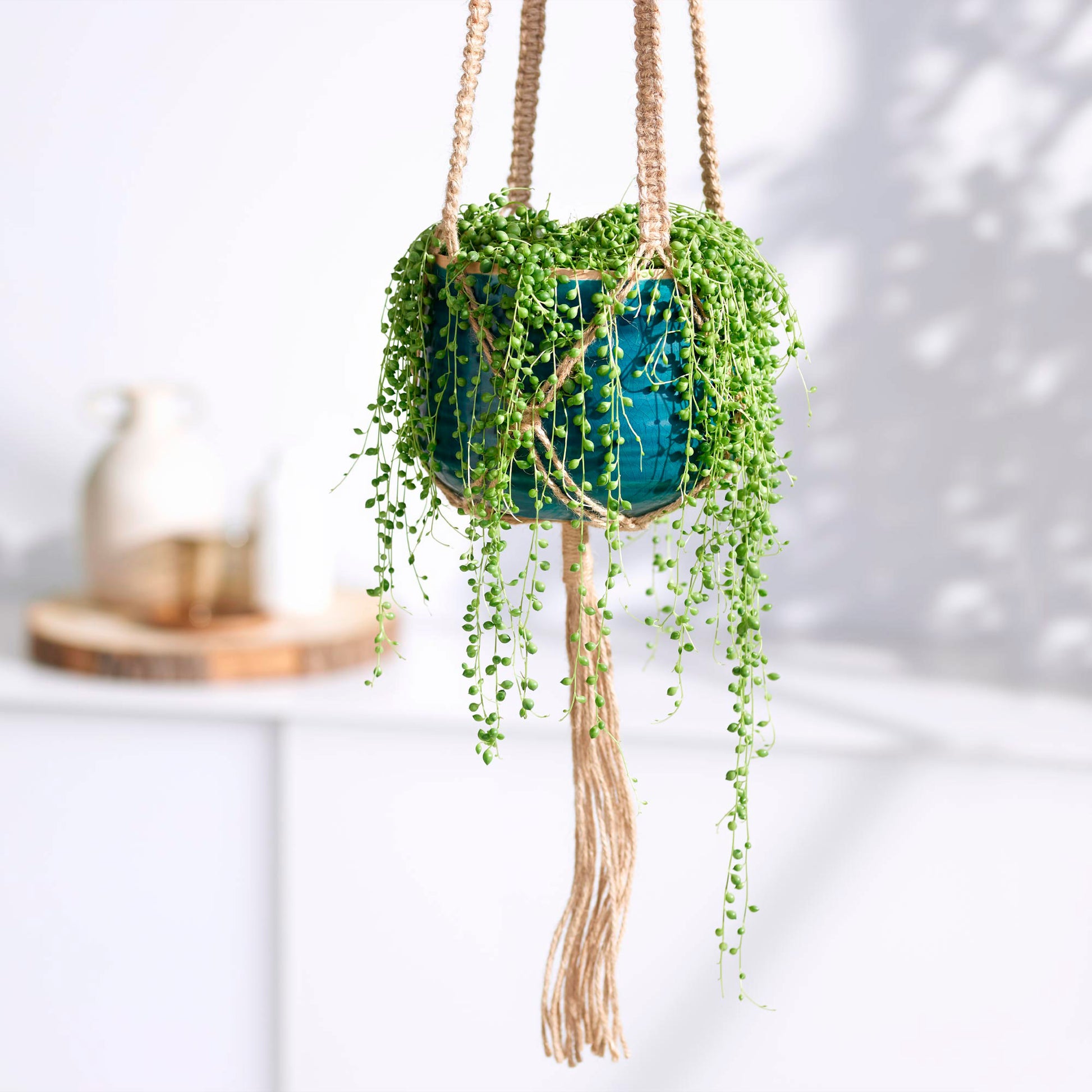 pea plant hanging Pea plant Senecio rowleyanus with blue hanging pot