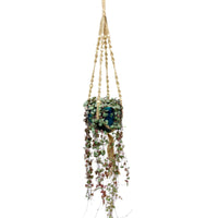 Chain of hearts  Ceropegia woodii incl. blue hanging pot  - Hanging plant