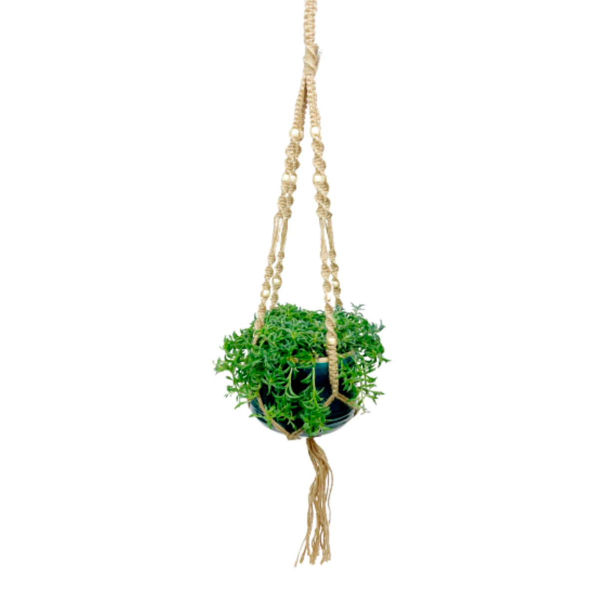 String of dolphins Senecio peregrinus green with blue hanging pot