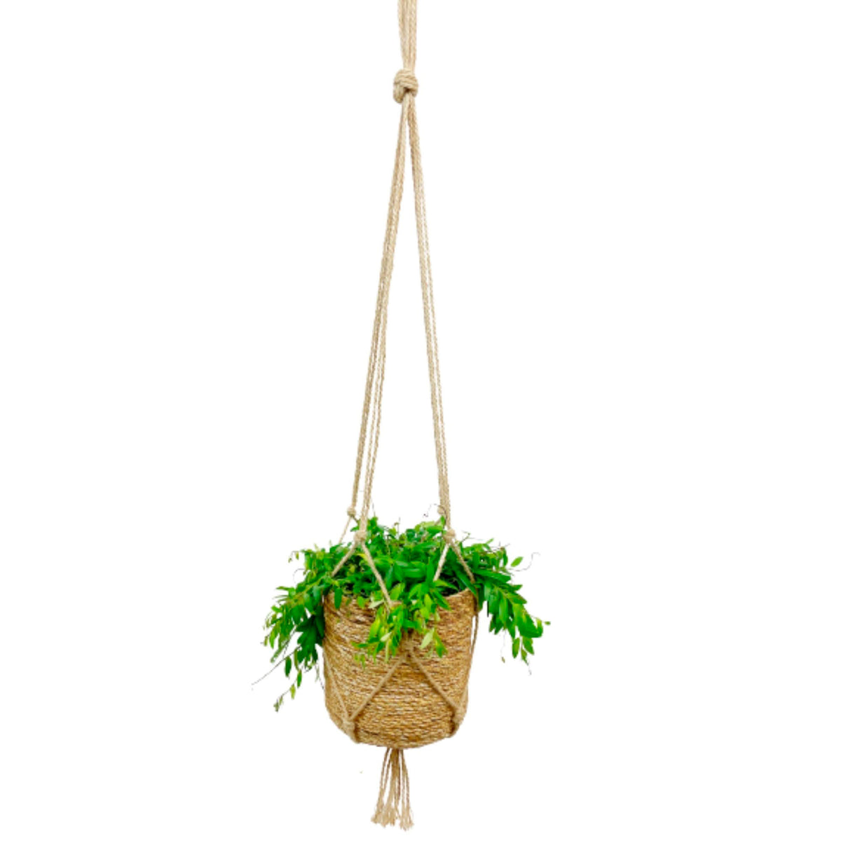Lipstick plant Aeschynanthus 'Japhrolepis' Red-Orange with brown hanging basket  - Hanging plant
