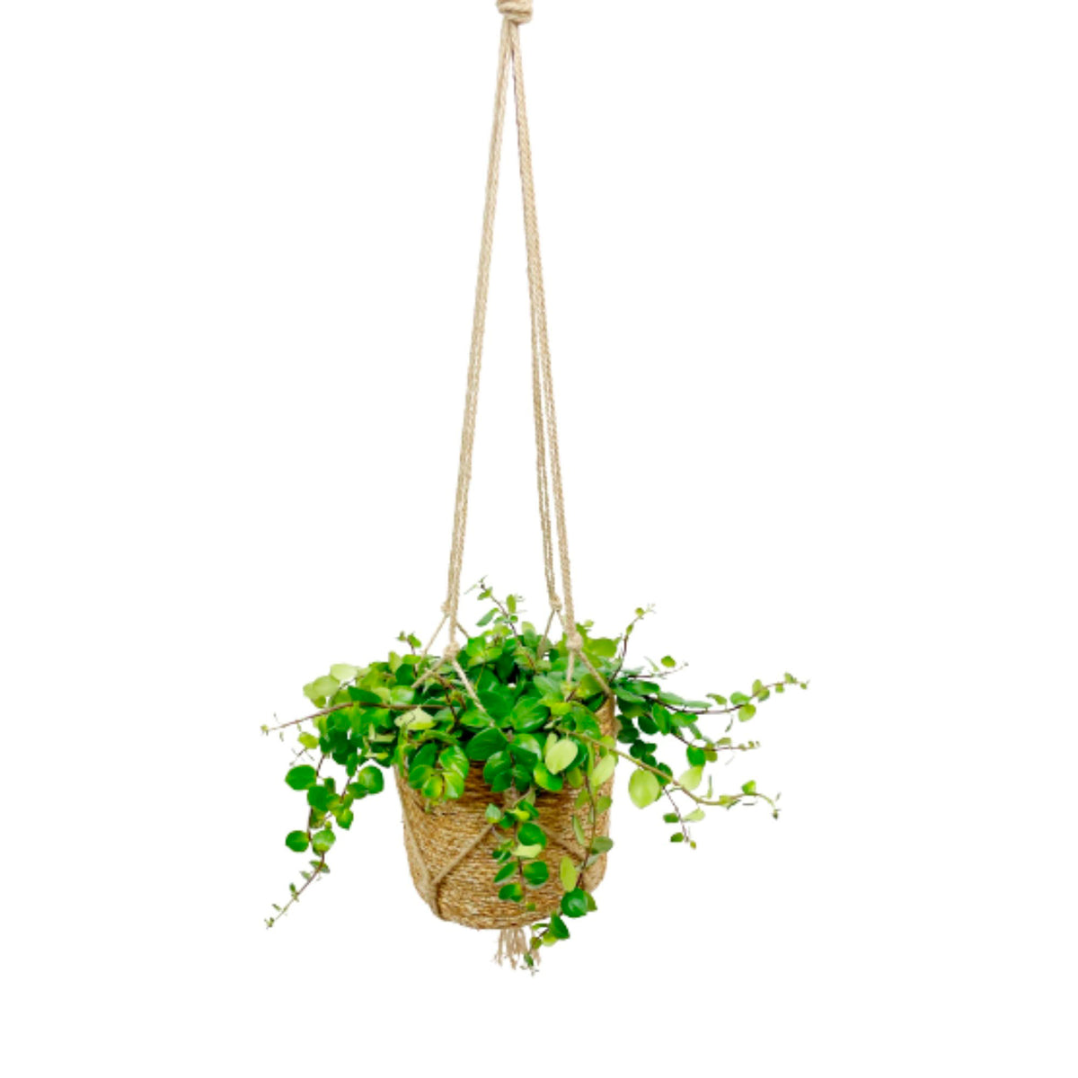 Lipstick plant Aeschynanthus 'Pink Polka' Red-Orange with brown hanging basket  - Hanging plant