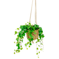Hedera 'Pittsburgh' with brown hanging basket