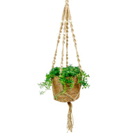 String of dolphins Senecio peregrinus green with brown hanging basket