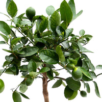 Lime tree Citrus 'Lime'  on stem
