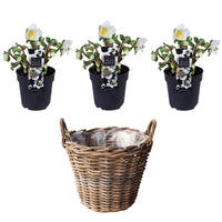 3x Christmas rose Helleborus 'Christmas Carol' white with grey basket
