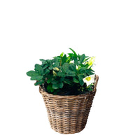3x Christmas rose Helleborus 'Christmas Carol' white with grey basket