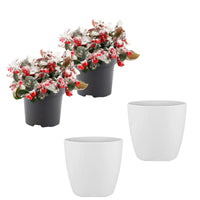 2x Gaultheria procumbens 'Big Berry' green-red with snow and decorative white pots