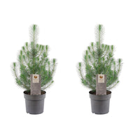Pinus pinea 'Silver Crest'  - Mini Christmas tree