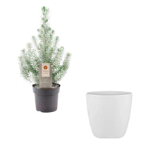 Conifers 'Silver Crest' with snow incl. decorative pot - Hardy plant